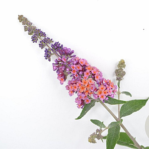 Buddleja weyer. 'Flower Power' 40-50 cm 2,0L