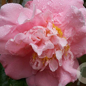 Camellia j. 'Tiffany' 100 cm met kluit