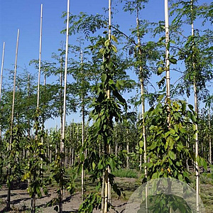 Carpinus bet. 'Pendula' 12-14 HO draadkluit