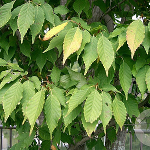 Carpinus tschonoskii 80-100 cm 5,0L
