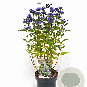 Caryopteris cland. Grand Bleu 20-40 cm 3,0L