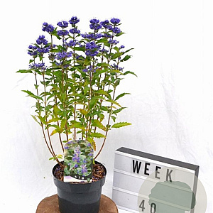Caryopteris cland. Grand Bleu 20-40 cm 3,0L