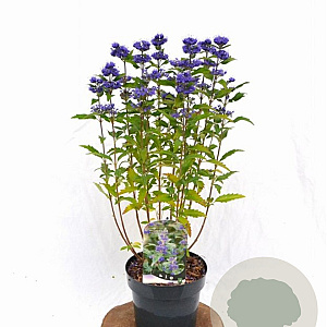 Caryopteris cland. Grand Bleu 20-40 cm 3,0L
