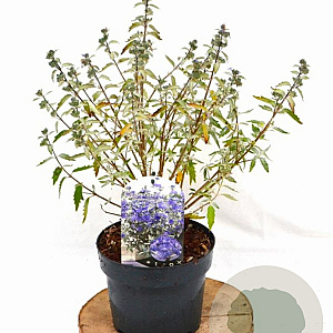 Caryopteris cland. Sterling Silver 30-40 cm 3,0L