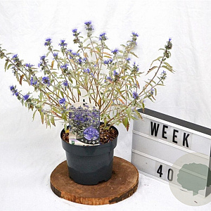 Caryopteris cland. Sterling Silver 30-40 cm 3,0L