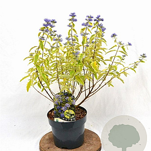 Caryopteris cland. 'Summer Sorbet' 30-40 cm 3,0L