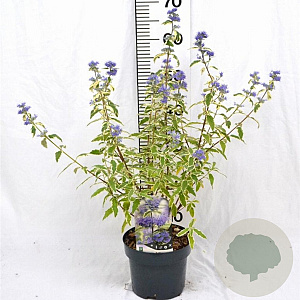 Caryopteris cland. 'White Surprise' 30-40 cm 3,0L