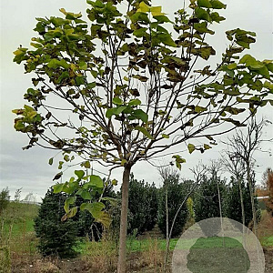 Catalpa bignonioides 'Aurea' 25-30 HO draadkluit