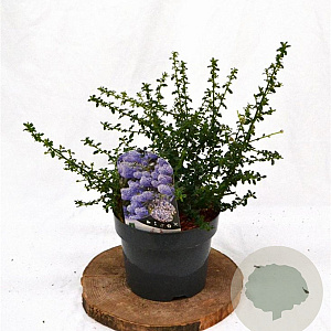Ceanothus 'Blue Mound' 25-30 cm 3,0L