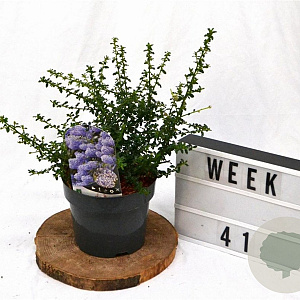 Ceanothus 'Blue Mound' 25-30 cm 3,0L