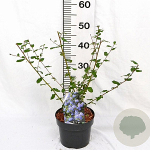 Ceanothus 'Burkwoodii' 30-40 cm 3,0L