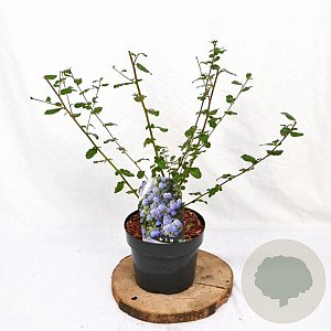 Ceanothus 'Burkwoodii' 30-40 cm 3,0L