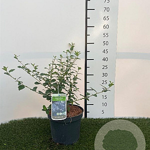 Ceanothus 'Burkwoodii' 30-40 cm 3,0L