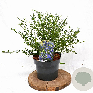 Ceanothus impressus 'Victoria' 30-40 cm 3,0L