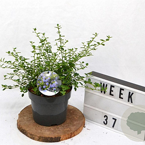 Ceanothus thyrsiflorus repens 25-40 cm 3,0L