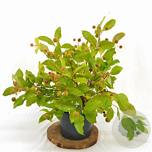 Cephalanthus occidentalis 40-60 cm 5,0L