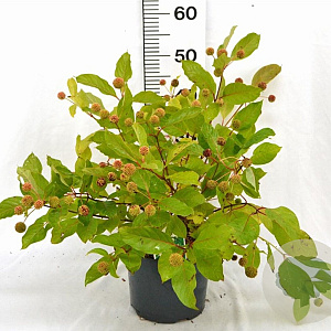 Cephalanthus occidentalis 40-60 cm 5,0L