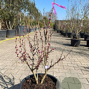 Cercis chinensis 'Avondale' 80-100 cm 20L