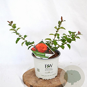 Chaenomeles spec. 'Orange Storm' 30-40 cm 3,0L