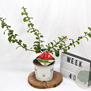 Chaenomeles spec. 'Pink Storm' 30-40 cm 3,0L