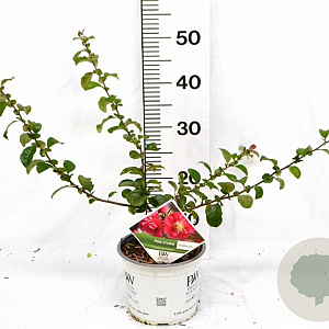 Chaenomeles spec. 'Pink Storm' 30-40 cm 3,0L