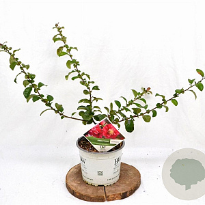 Chaenomeles spec. 'Pink Storm' 30-40 cm 3,0L