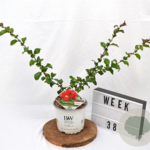 Chaenomeles spec. 'Scarlet Storm' 30-40 cm 3,0L