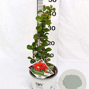 Chaenomeles spec. 'Scarlet Storm' 30-40 cm 3,0L