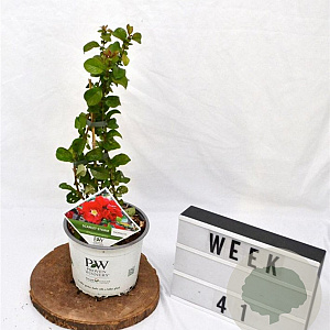 Chaenomeles spec. 'Scarlet Storm' 30-40 cm 3,0L