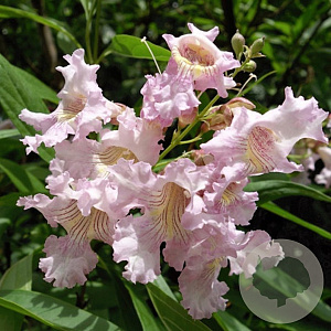 Chitalpa tashk. 'Minsum' 125-150 cm 10L meerstammig