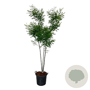 Cladrastis kentukea 175-200 cm 30L extra