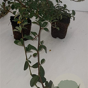 Cotoneaster dam. 'Major' plantgoed P9