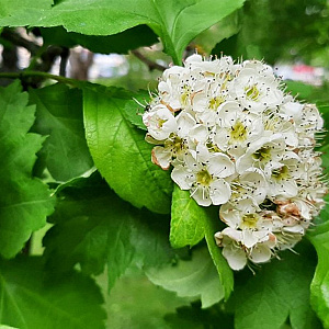 Crataegus chlorosarca 200-250 cm 5,0L