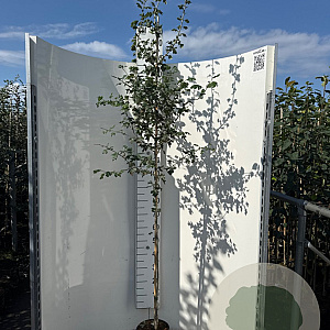 Crataegus laev. 'Plena' 200-250 cm 5,0L