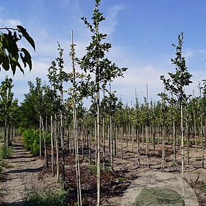 Crataegus succulenta Boomfeestdag 8-10 HO draadkluit