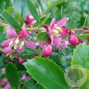 Escallonia 'Dart's Rosyred' 80-100 cm 10L