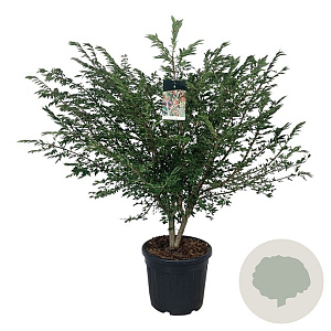 Euonymus alatus 125-150 cm cont. 55L extra