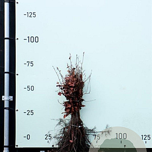 Fagus sylvatica 40-60 cm wortelgoed