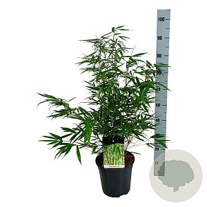 Fargesia robusta 'Tauro' 60-80 cm 6L