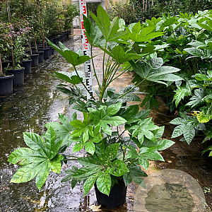 Fatsia japonica 80-100 cm 15L
