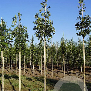 Fraxinus e. 'Altena' 10-12 HO draadkluit