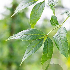 Fraxinus e. 'Altena' 14-16 HO draadkluit