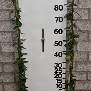 Hedera hel. 'Woerner' 100-125 cm 2,0L 3-4 tak