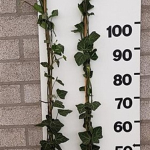 Hedera hel. 'Woerner' 125-150 cm 2,0L 3-4 tak