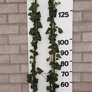 Hedera hel. 'Woerner' 150-175 cm 2,0L 2-3 tak
