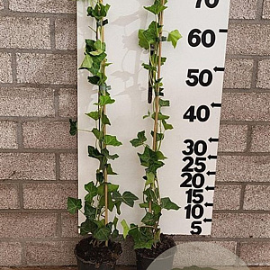 Hedera hibernica 80-100 cm P9 gebonden