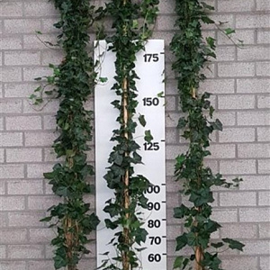 Hedera hibernica 250-300 cm 15L 8-12 tak