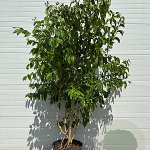 Heptacodium miconioides 200-250 cm cont. 90L meerstammig