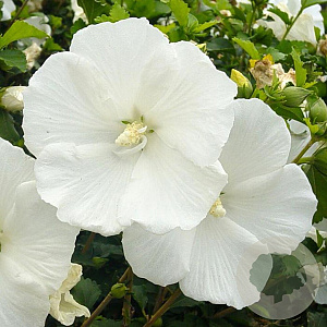 Hibiscus syr. 'Diana' 150-175 cm draadkluit struik