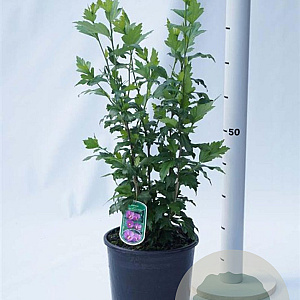 Hibiscus syr. Russian Violet 80-100 cm 10L